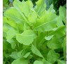 Латук отруйний / опіумний салат (2 шт.) / Lactuca virosa